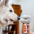 TESLA PetCare Station TQ500 Pro - Set zur Fellpflege für Haustiere