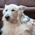 TESLA PetCare Station TQ500 Pro - Set zur Fellpflege für Haustiere