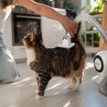 TESLA PetCare Station TQ500 Pro - Set zur Fellpflege für Haustiere
